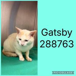 Shelter Stray Male Cat last seen GAILU DR, Macon, GA 31216