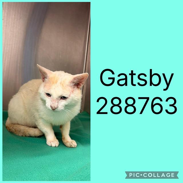 Shelter Stray Male Cat last seen GAILU DR, Macon, GA 31216