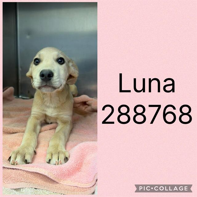 Shelter Stray Female Dog last seen HOLLEY ROAD, Macon, GA 31216