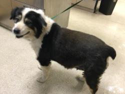 Shelter Stray Female Dog last seen LIMONITE X COLLINS, Jurupa Valley, CA 92509