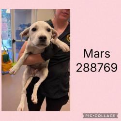 Shelter Stray Female Dog last seen HOLLEY ROAD, Macon, GA 31216