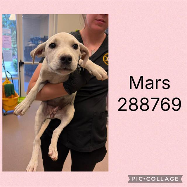 Shelter Stray Female Dog last seen HOLLEY ROAD, Macon, GA 31216