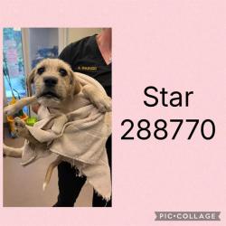Shelter Stray Female Dog last seen HOLLEY ROAD, Macon, GA 31216