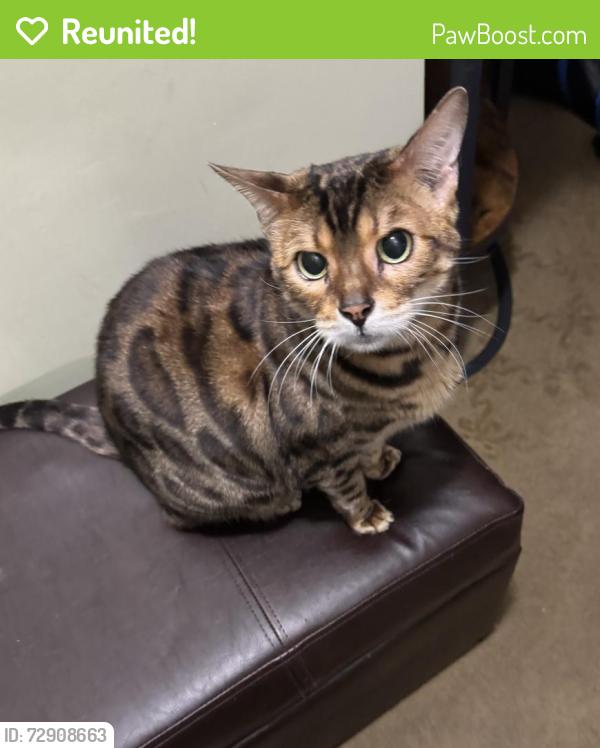Reunited Male Cat last seen Yaphank and Sill Road, Middle Island, NY 11953
