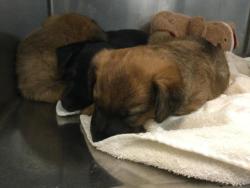 Shelter Stray Male Dog last seen HARRISON ST/70TH AVE, Thousand Palms, CA 92276