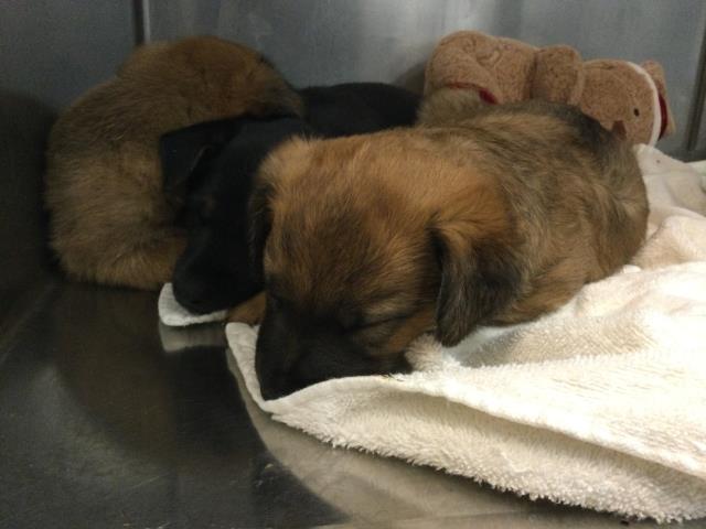 Shelter Stray Male Dog last seen HARRISON ST/70TH AVE, Thousand Palms, CA 92276