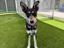 Shelter Stray Male Dog last seen , Los Angeles, CA 90047