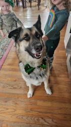 Reunited Male Dog last seen Hornberger lane, St marks church rd, Perryville, MD 21903