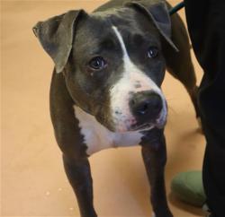 Shelter Stray Female Dog last seen Near BLOCK DAHLIA, Columbia, SC 29209