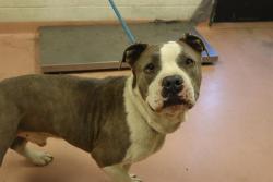 Shelter Stray Male Dog last seen Near BLOCK BROOKLAND CIR, Columbia, SC 29209
