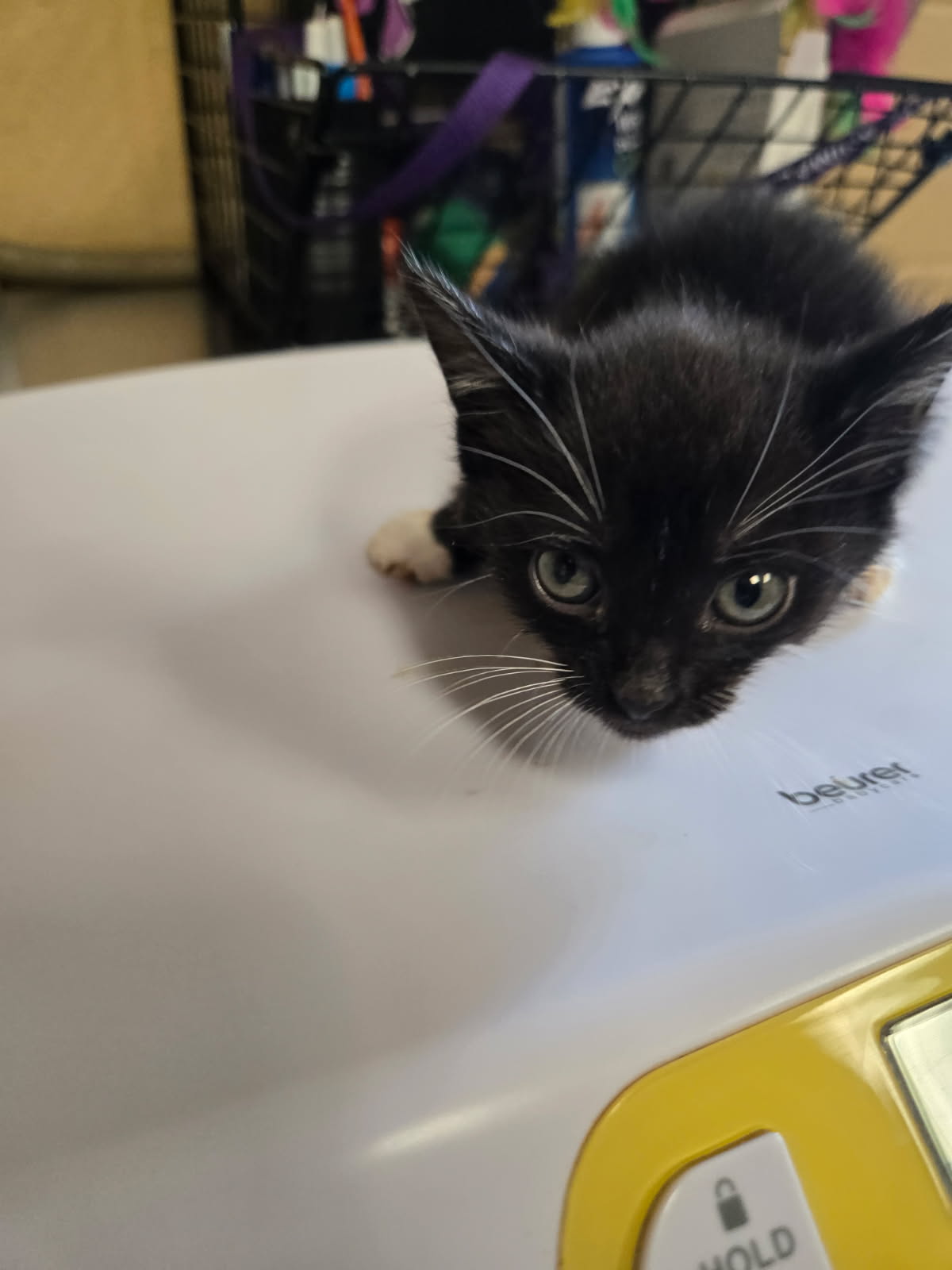 Shelter Stray Female Cat last seen Near BLOCK S PATTIE AVE, WICHITA KS 67211, Wichita, KS 67219