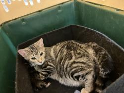 Shelter Stray Female Cat last seen Near BLOCK E SEQUOYA DR KS 0, Wichita, KS 67219