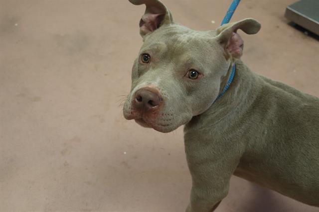 Shelter Stray Male Dog last seen ARALIA DR, Columbia, SC 29209