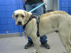Shelter Stray Male Dog last seen TRAMWAY AND CENTRAL, Albuquerque, NM 87112