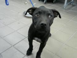 Shelter Stray Male Dog last seen 6TH AND ASPEN, Albuquerque, NM 87112