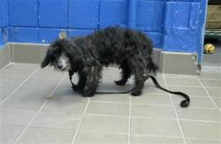 Shelter Stray Male Dog last seen , Albuquerque, NM 87112