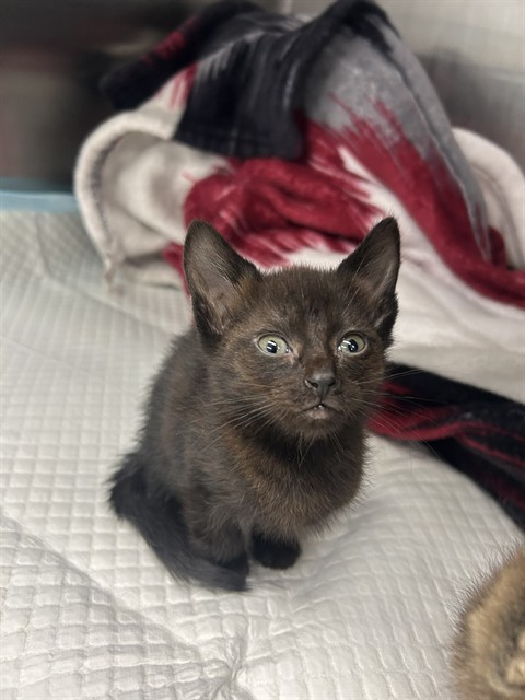 Shelter Stray Female Cat last seen PANORAMA ST BAKERSFIELD, Bakersfield, CA 93307