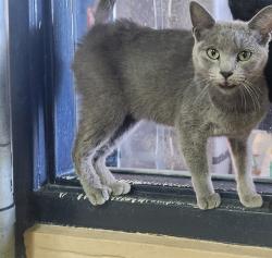 Shelter Stray Female Cat last seen ABANDONED AT SHELTER, Bakersfield, CA 93307