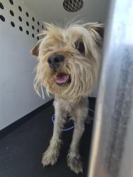 Shelter Stray Male Dog last seen Near BLOCK TRUXTUN AVE,BAKERSFIELD CA, Bakersfield, CA 93307