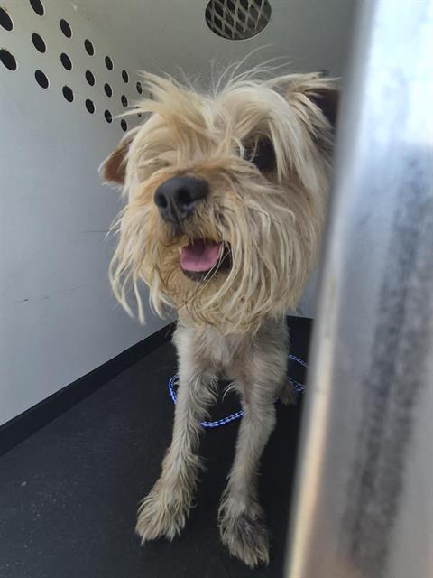 Shelter Stray Male Dog last seen Near BLOCK TRUXTUN AVE,BAKERSFIELD CA, Bakersfield, CA 93307