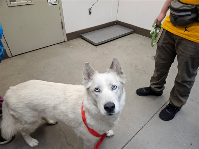 Shelter Stray Female Dog last seen , Tucson, AZ 85745