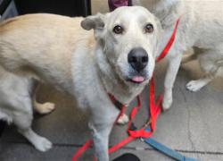 Shelter Stray Female Dog last seen , Tucson, AZ 85745