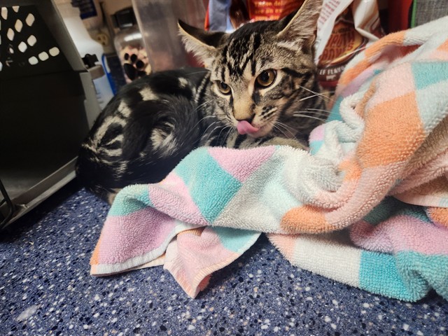 Shelter Stray Male Cat last seen , Camarillo, CA 93010