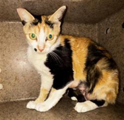 Shelter Stray Female Cat last seen , Camarillo, CA 93010