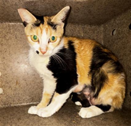 Shelter Stray Female Cat last seen , Camarillo, CA 93010