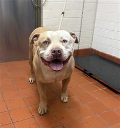 Shelter Stray Male Dog last seen , Camarillo, CA 93010