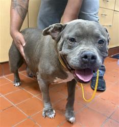 Shelter Stray Female Dog last seen , Camarillo, CA 93010