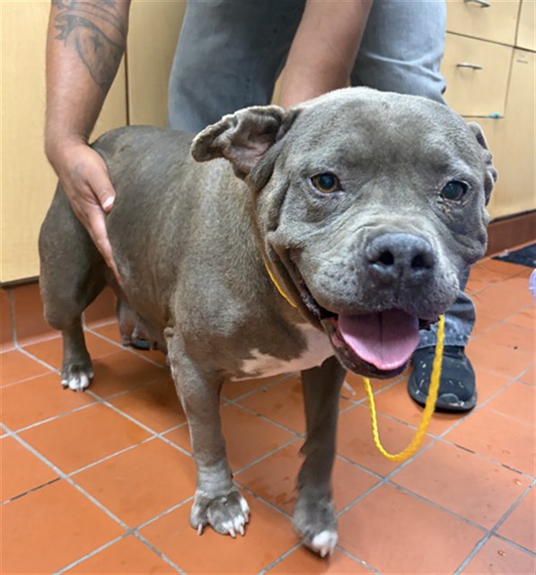 Shelter Stray Female Dog last seen , Camarillo, CA 93010