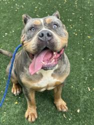 Shelter Stray Female Dog last seen , Chatsworth, CA 91311