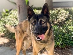 Shelter Stray Male Dog last seen , San Pedro, CA 90731