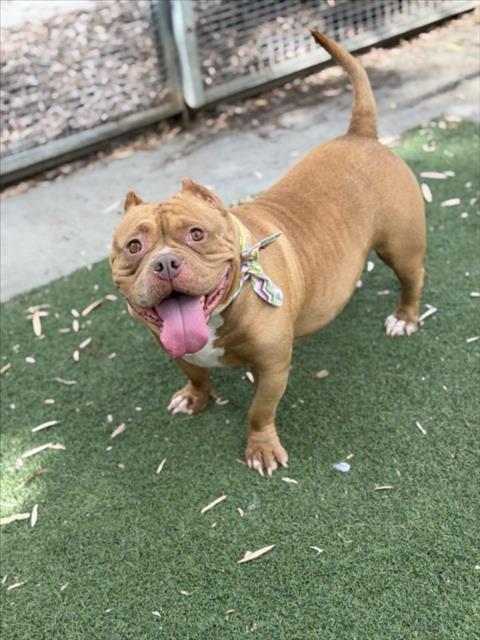 Shelter Stray Female Dog last seen , San Pedro, CA 90731