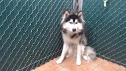 Shelter Stray Male Dog last seen , Downey, CA 90242