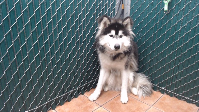 Shelter Stray Male Dog last seen , Downey, CA 90242