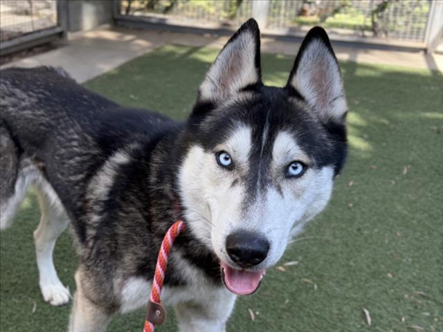 Shelter Stray Male Dog last seen , San Pedro, CA 90731