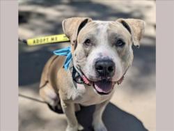 Shelter Stray Male Dog last seen , San Pedro, CA 90731