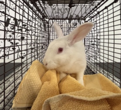 Shelter Stray Female Other last seen , San Pedro, CA 90731
