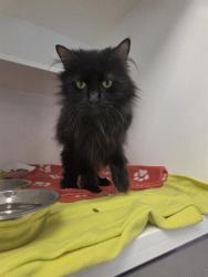 Shelter Stray Female Cat last seen Near , Indianapolis, IN 46221