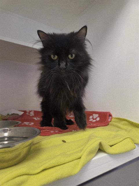 Shelter Stray Female Cat last seen Near , Indianapolis, IN 46221
