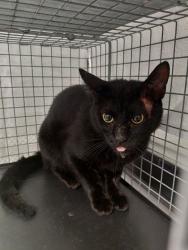 Shelter Stray Male Cat last seen Near BLOCK NW 4 AV, FORT LAUDERDALE FL 33311, Davie, FL 33312