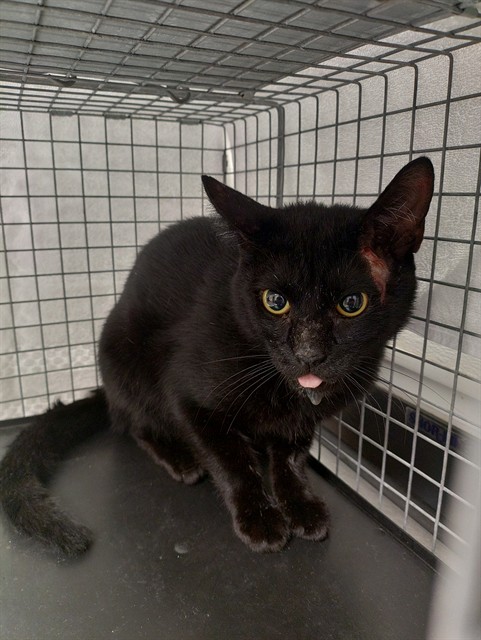 Shelter Stray Male Cat last seen Near BLOCK NW 4 AV, FORT LAUDERDALE FL 33311, Davie, FL 33312