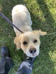 Shelter Stray Male Dog last seen Near BLOCK E ST LOUIS AVE, LAS VEGAS NV 89104, Las Vegas, NV 89101