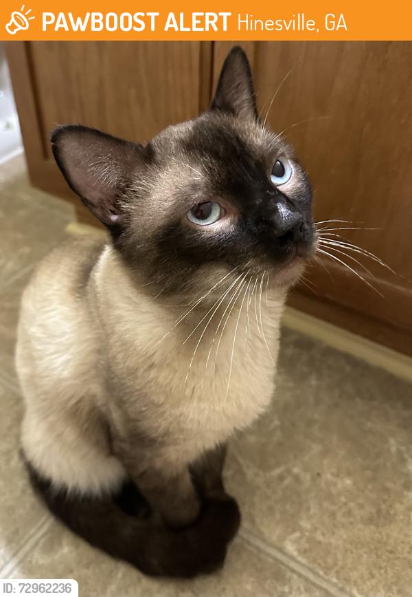 Found/Stray Male Cat last seen By the pool, Hinesville, GA 31313