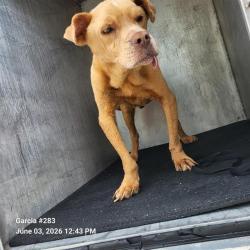 Shelter Stray Male Dog last seen Near BLOCK OAKWELL FARMS PKWY, San Antonio, TX 78227