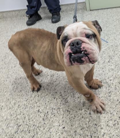 Shelter Stray Male Dog last seen Near BLOCK VAUGHAN ST DETROIT MI 48228, Detroit, MI 48211