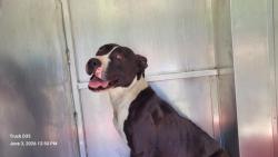 Shelter Stray Female Dog last seen Near BLOCK E OUTER DR, DETROIT, MI 48213, Detroit, MI 48211