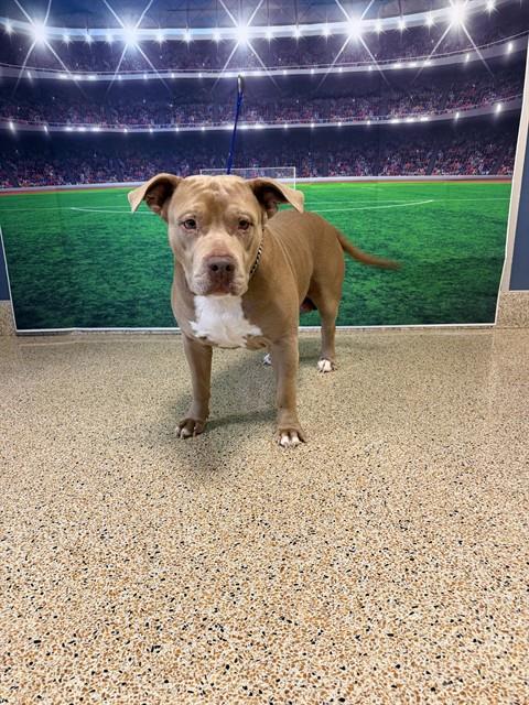 Shelter Stray Male Dog last seen Near BLOCK NW 63 ST, Doral, FL 33122